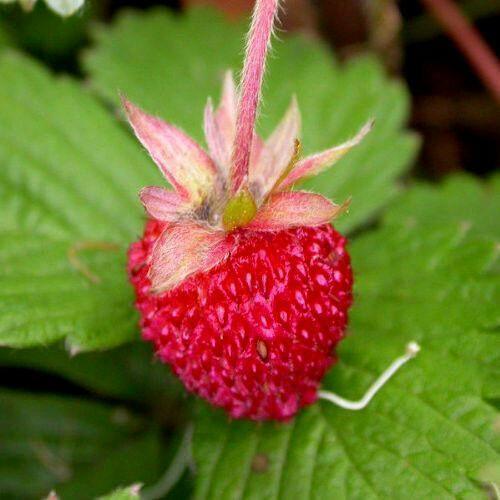 100 Alpine Strawberry Seeds - Seed World