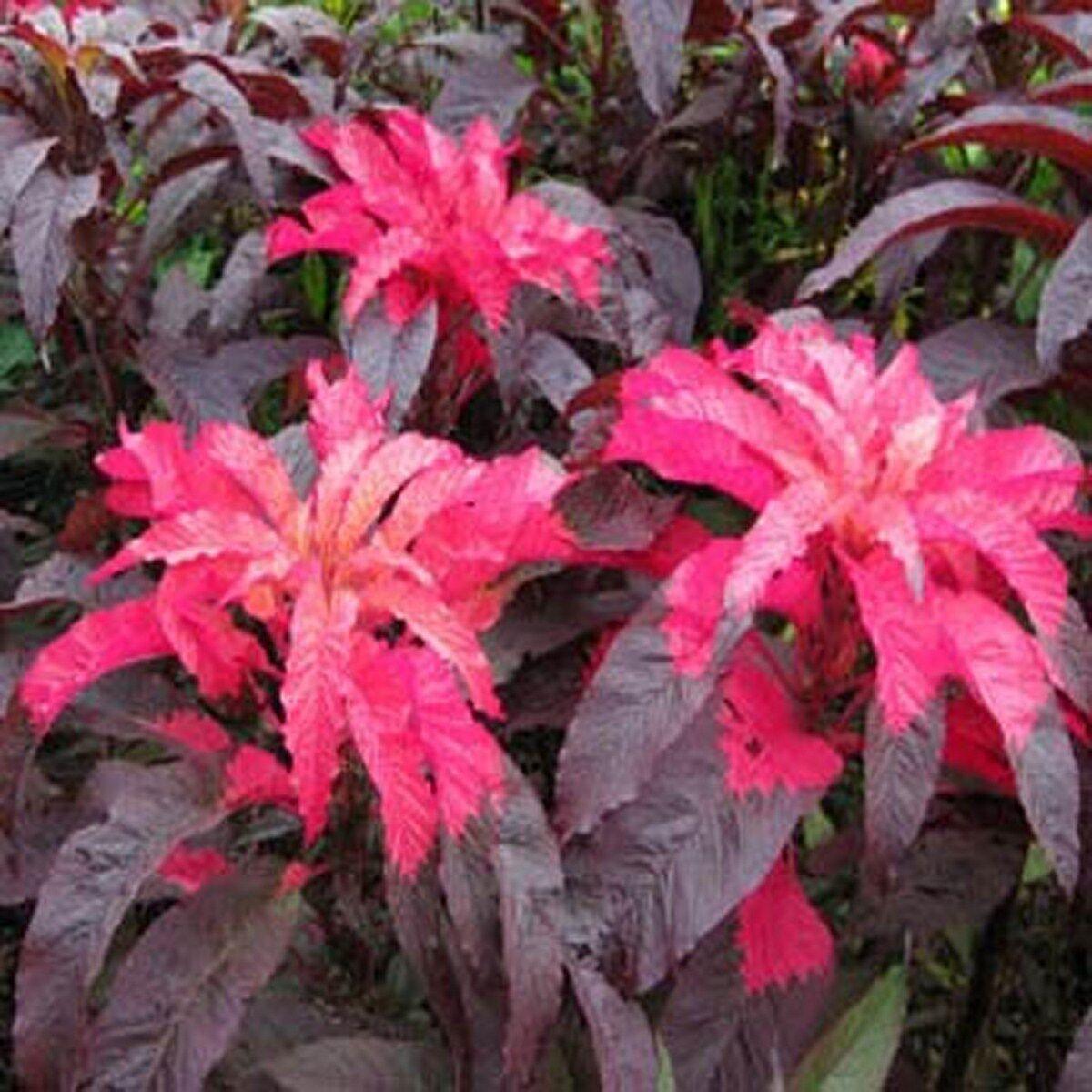 100 Amaranthus Early Splendor Seeds - Seed World