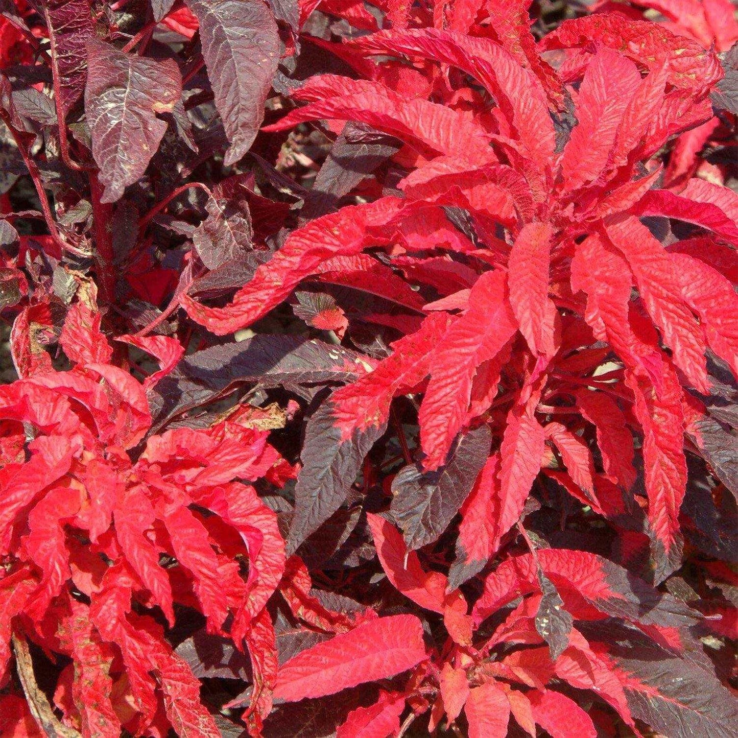 100 Amaranthus Early Splendor Seeds - Seed World