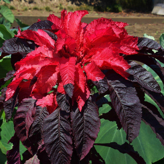 100 Amaranthus Early Splendor Seeds - Seed World