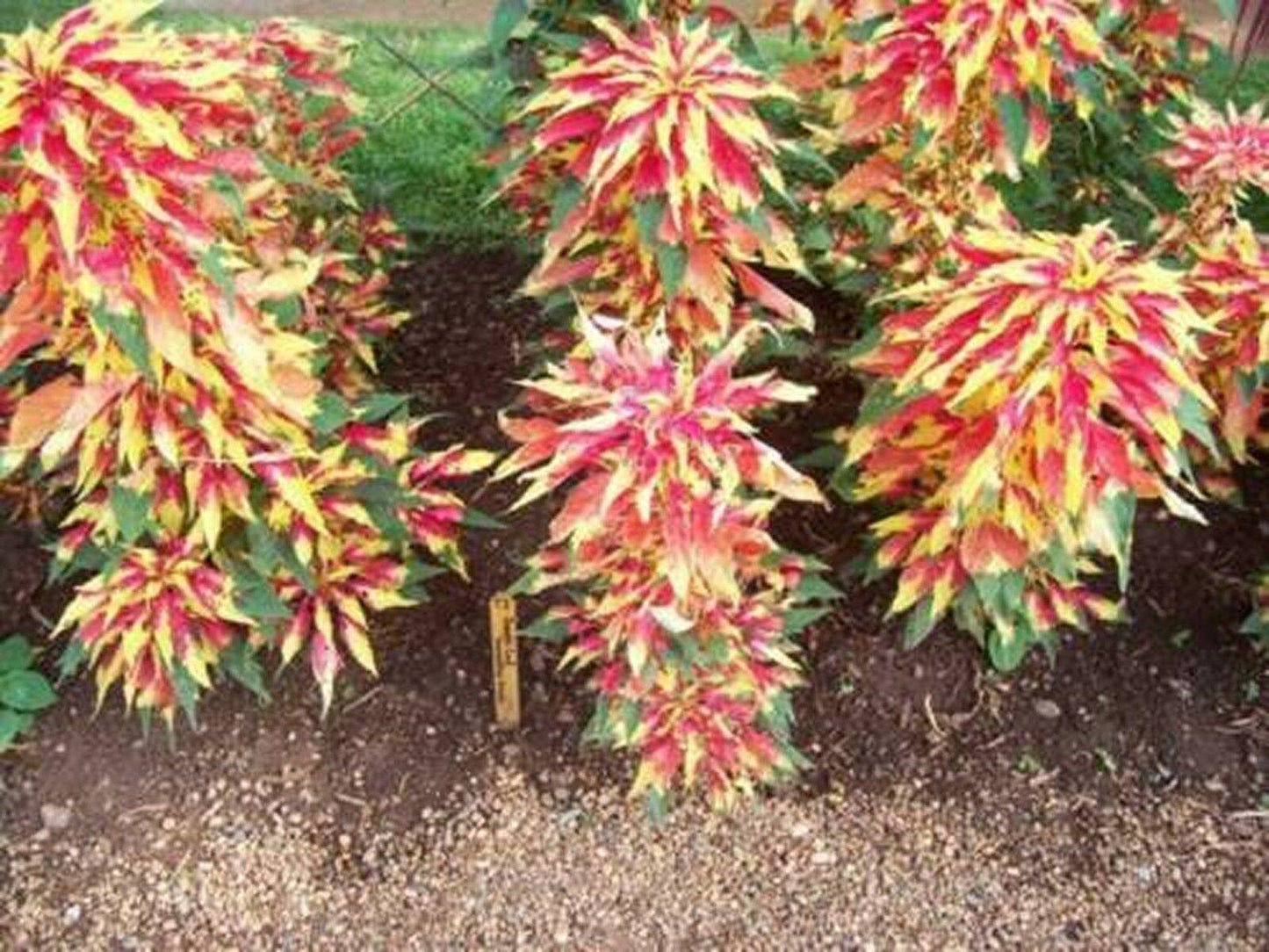 100 Amaranthus - Tri-color Perfecta Seeds - Seed World