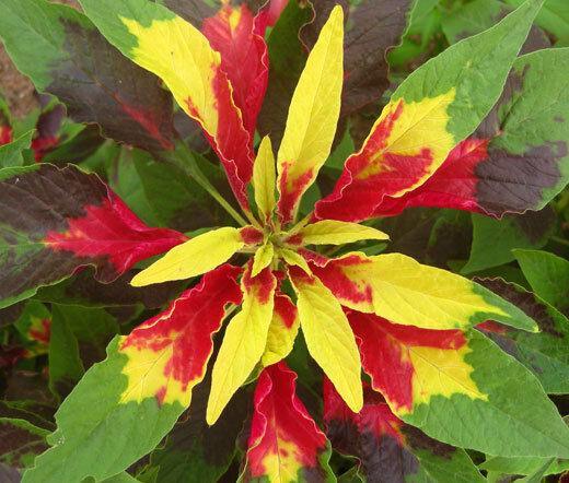 100 Amaranthus - Tri-color Perfecta Seeds - Seed World