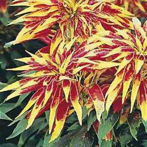 100 Amaranthus - Tri-color Perfecta Seeds - Seed World