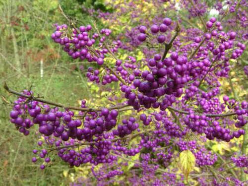 100 American Purple Beauty Berry Seeds - Seed World