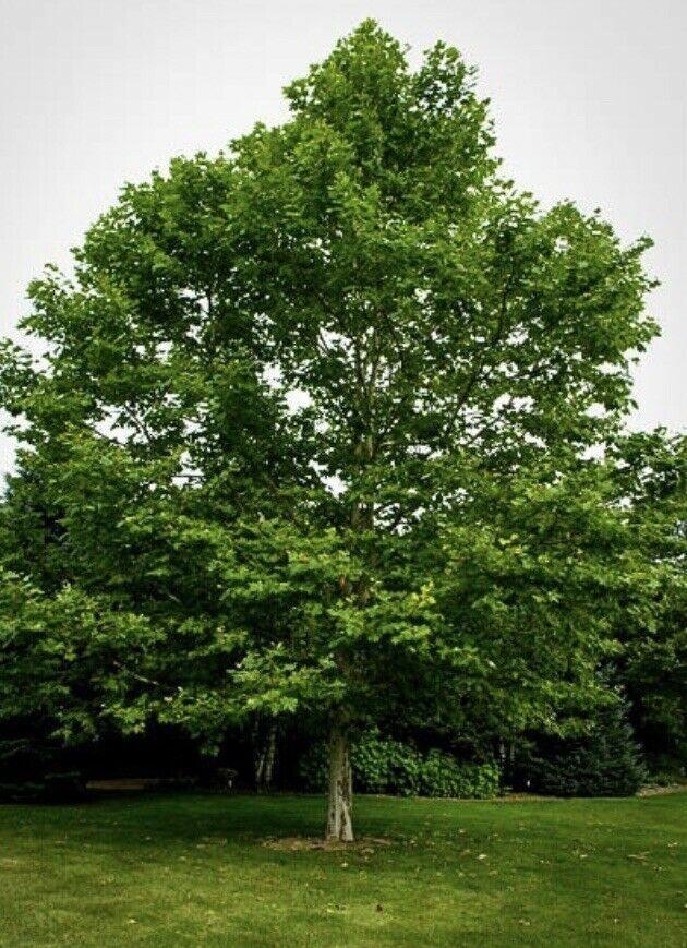 100 American Sycamore Seeds - Seed World