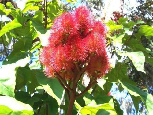 100 Annatto Tree Lipstick Plant Evergreen Flower Seeds - Seed World