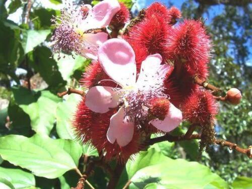 100 Annatto Tree Lipstick Plant Evergreen Flower Seeds - Seed World