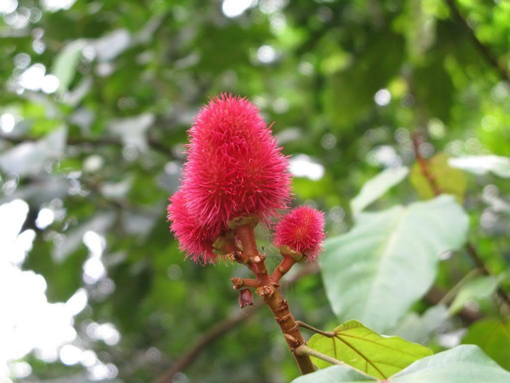 100 Annatto Tree Lipstick Plant Evergreen Flower Seeds - Seed World