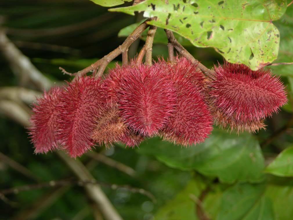 100 Annatto Tree Lipstick Plant Evergreen Flower Seeds - Seed World