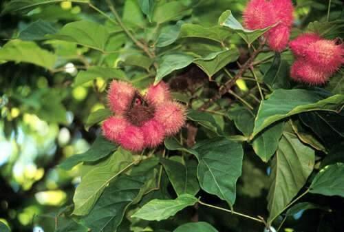 100 Annatto Tree Lipstick Plant Evergreen Flower Seeds - Seed World