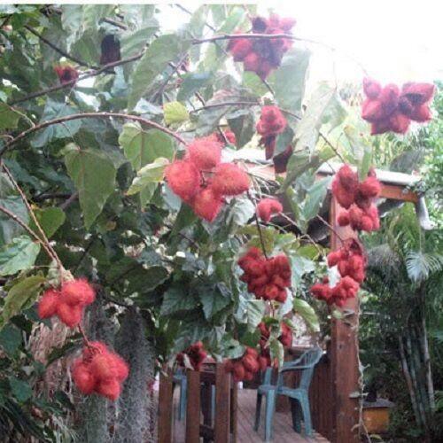 100 Annatto Tree Lipstick Plant Evergreen Flower Seeds - Seed World