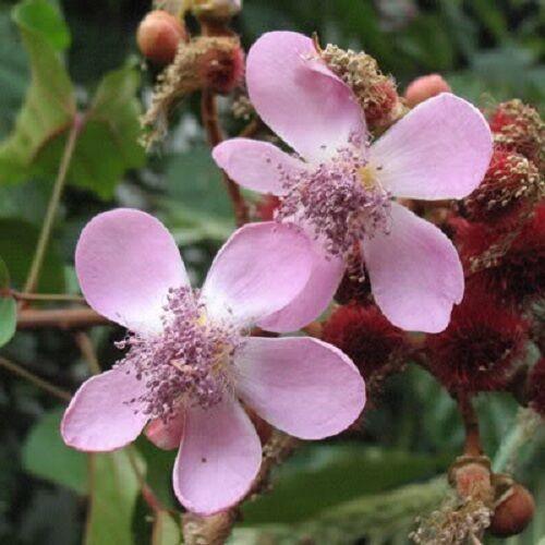 100 Annatto Tree Lipstick Plant Evergreen Flower Seeds - Seed World