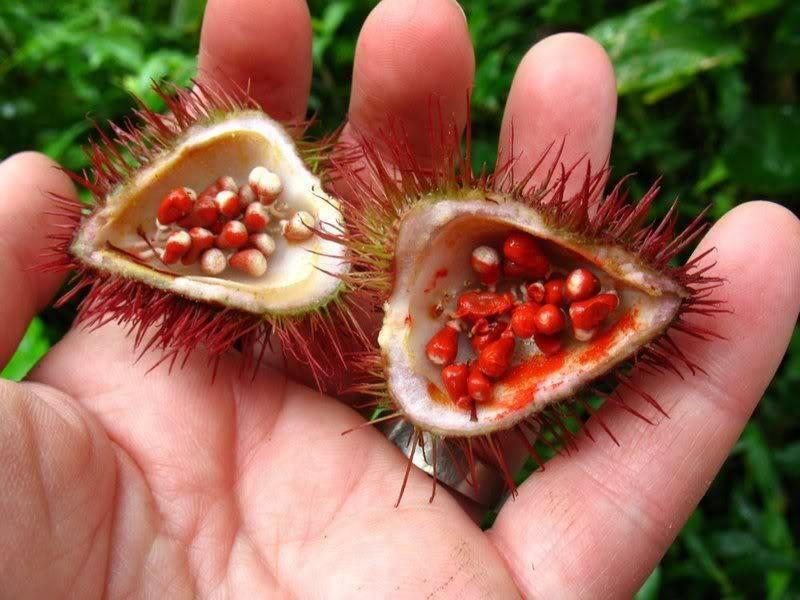 100 Annatto Tree Lipstick Plant Evergreen Flower Seeds - Seed World