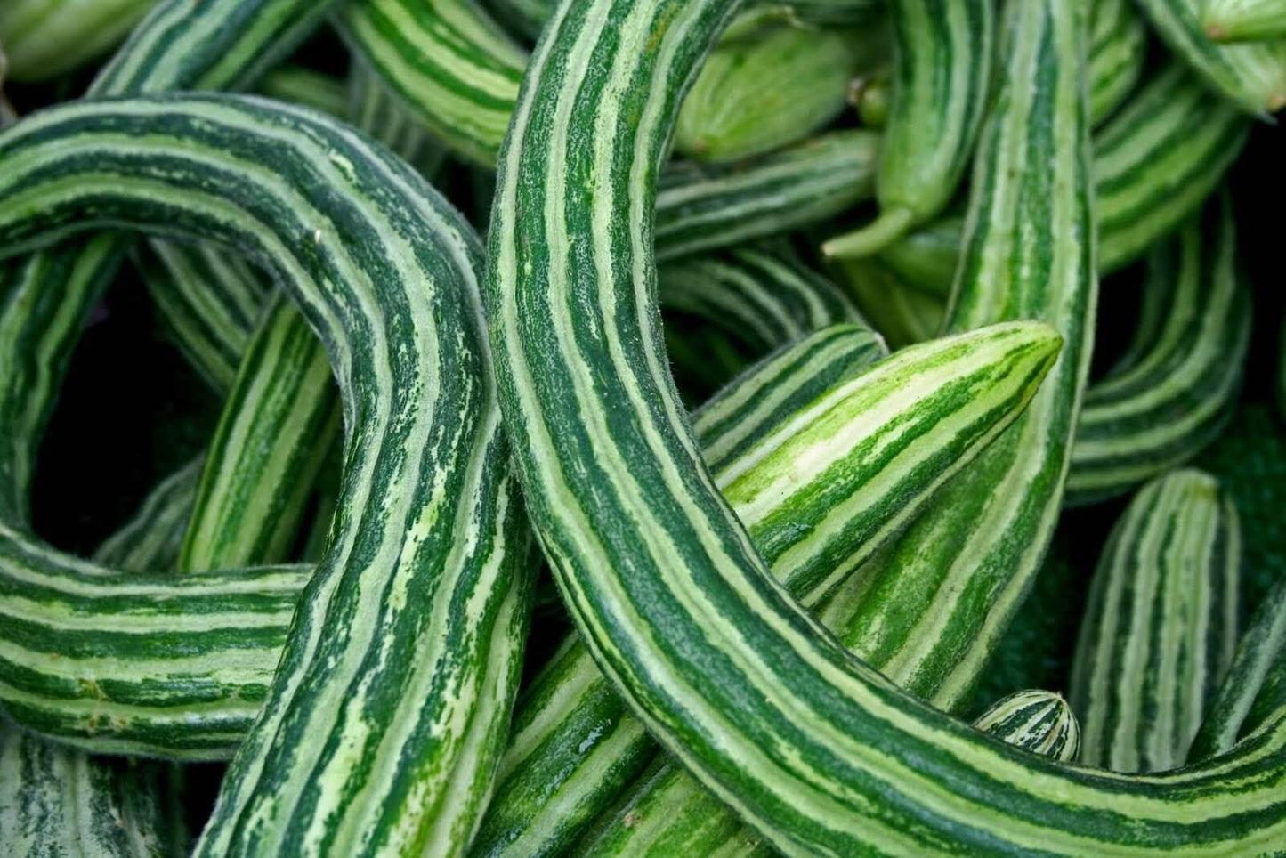 100 Armenian Yard Long Cucumber Seeds - Seed World