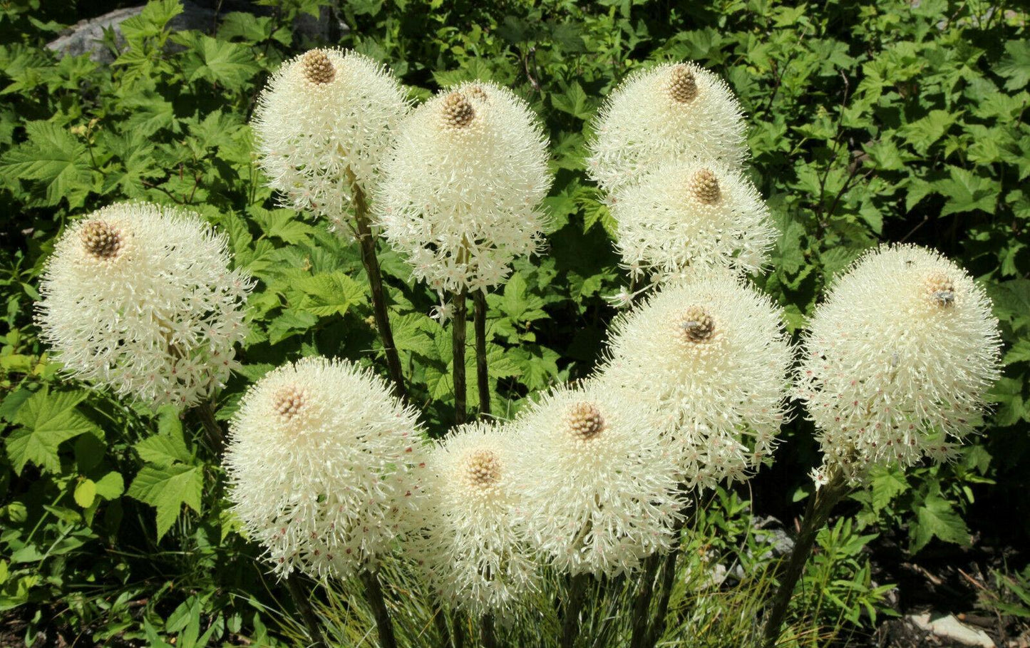 100 Beargrass Seeds | White Torch Lily (Xerophyllum Tenax) - Seed World