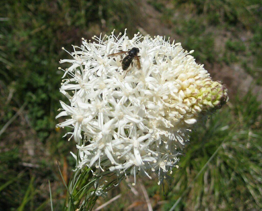 100 Beargrass Seeds | White Torch Lily (Xerophyllum Tenax) - Seed World