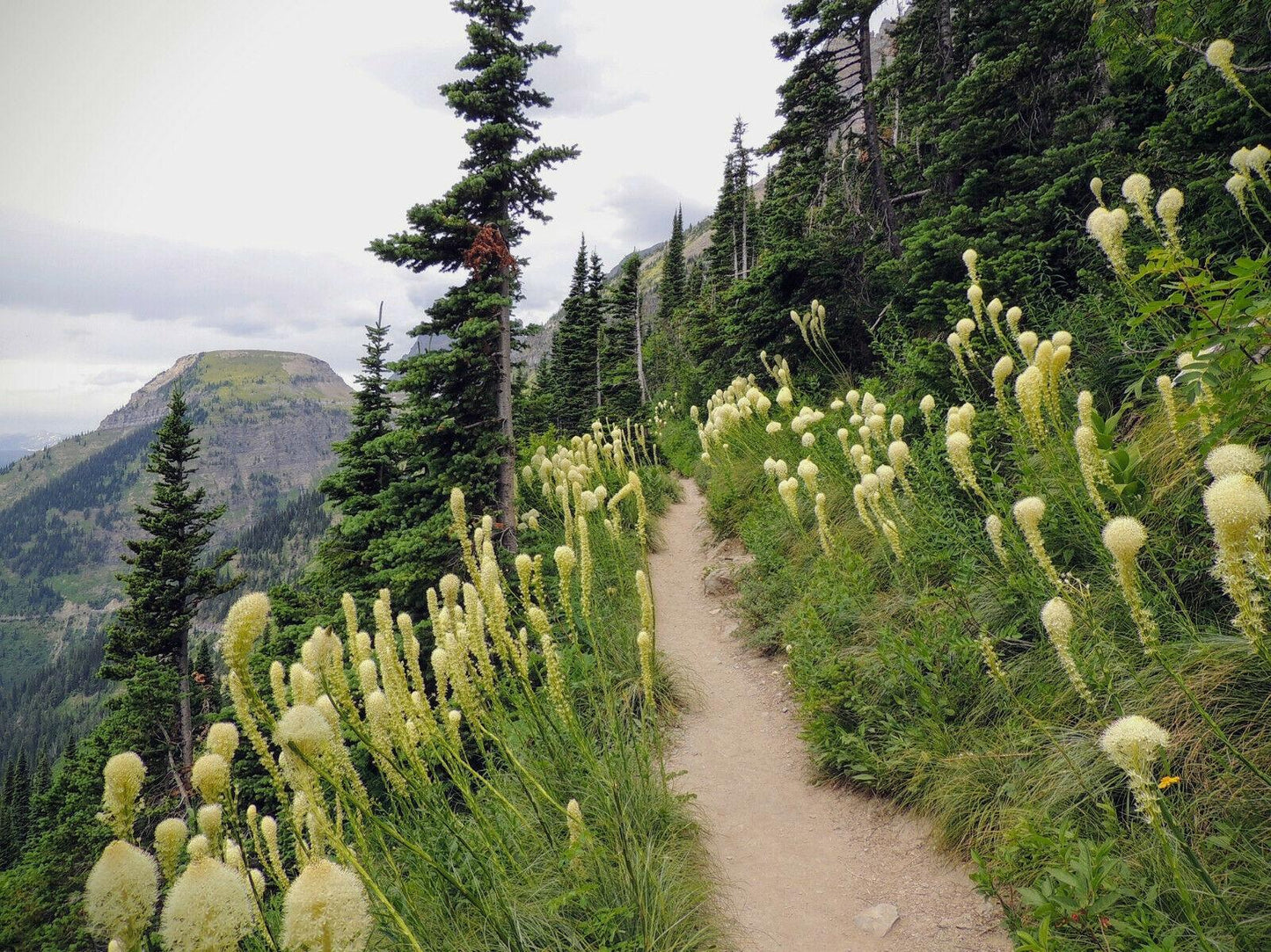 100 Beargrass Seeds | White Torch Lily (Xerophyllum Tenax) - Seed World