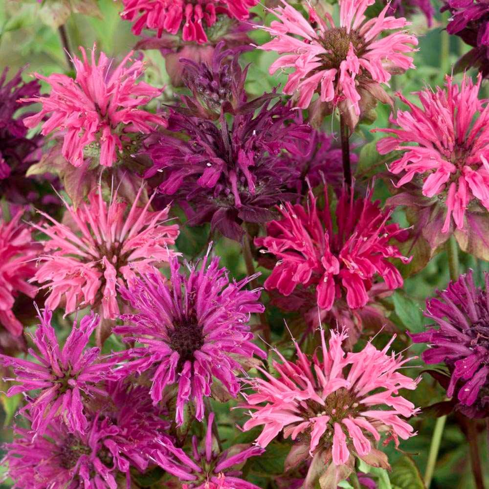 100 Bee Balm Mix Seeds - Seed World