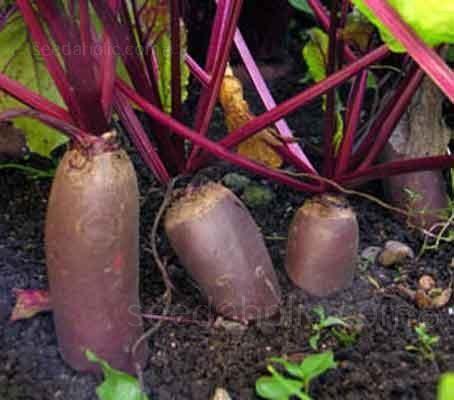 100 Beet Cylindra Seeds - Seed World