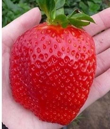 100 Big Strawberry Seeds - Seed World