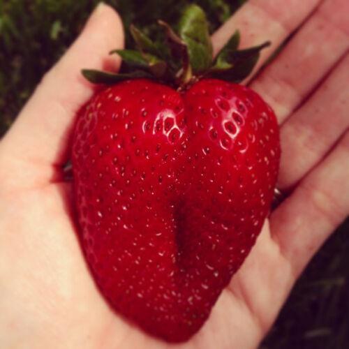 100 Big Strawberry Seeds - Seed World