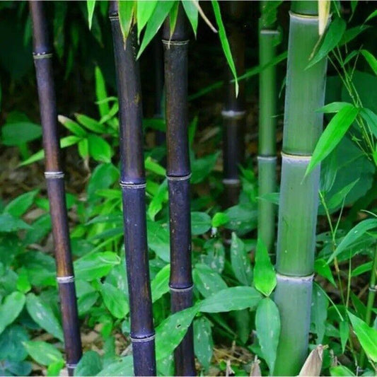 100 Black Bamboo - Phyllostachys Nigra Seeds - Seed World
