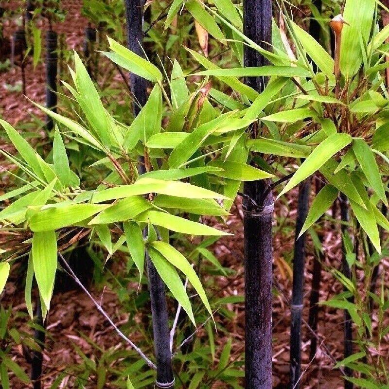 100 Black Bamboo - Phyllostachys Nigra Seeds - Seed World