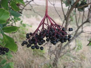 100 Black Elderberry Seeds - Seed World