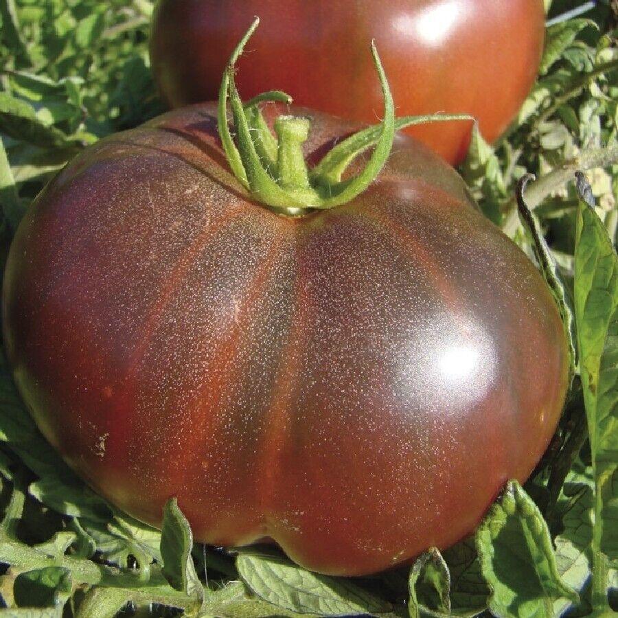 100 Black Krim Tomato Seeds - Seed World