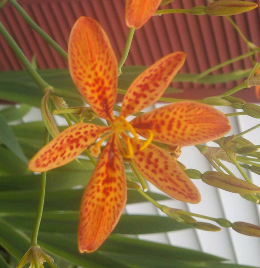 100 Blackberry Freckle Face Lily Seeds - Seed World