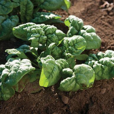 100 Bloomsdale Spinach Seeds - Seed World