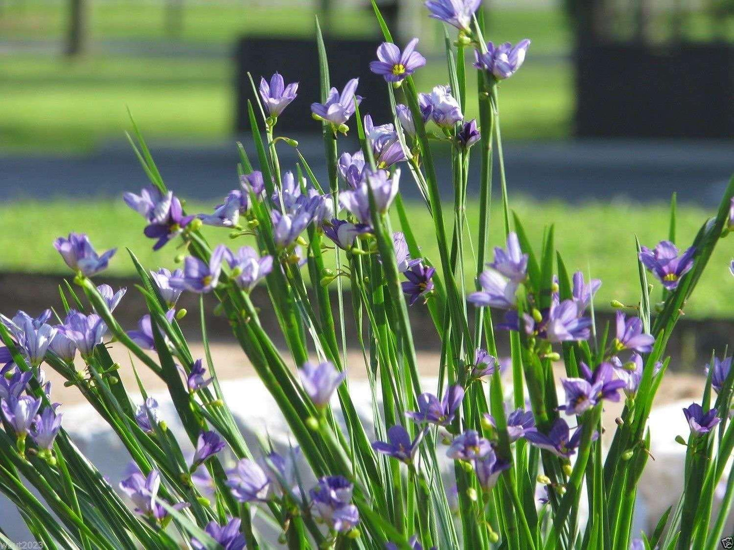 100 Blue-Eyed Grass Seeds - Seed World
