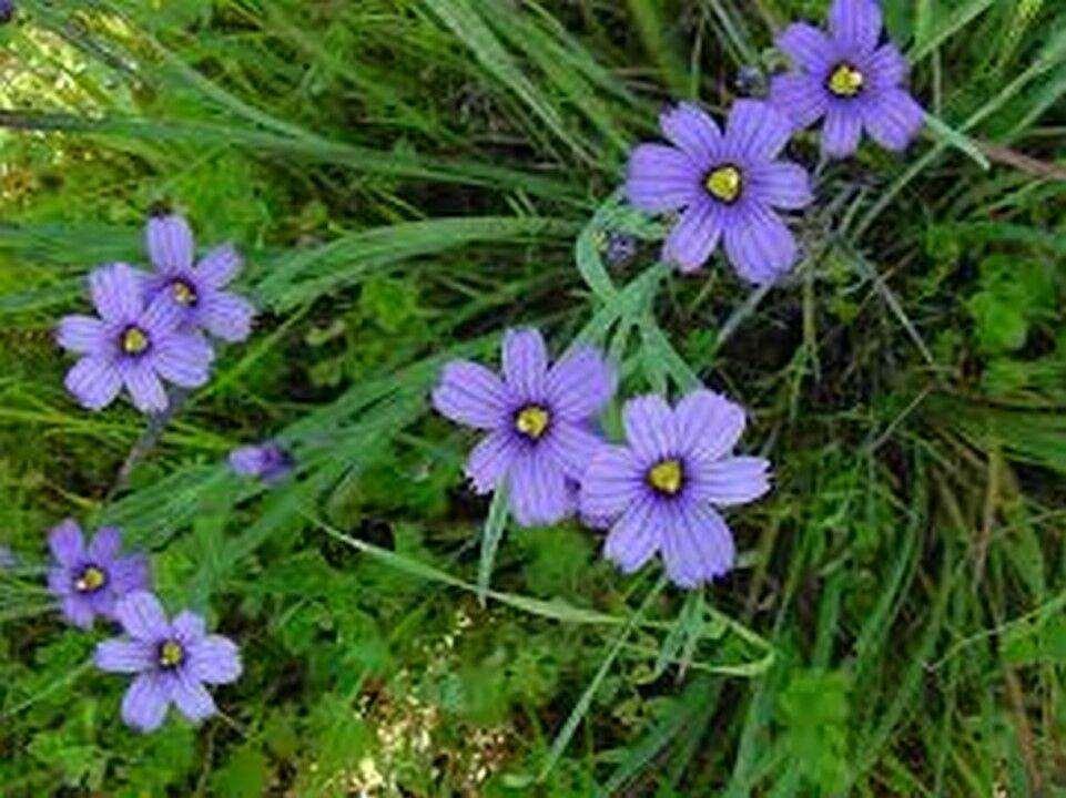 100 Blue-Eyed Grass Seeds - Seed World
