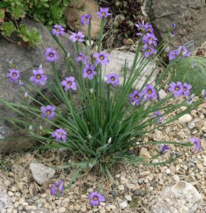 100 Blue-Eyed Grass Seeds - Seed World