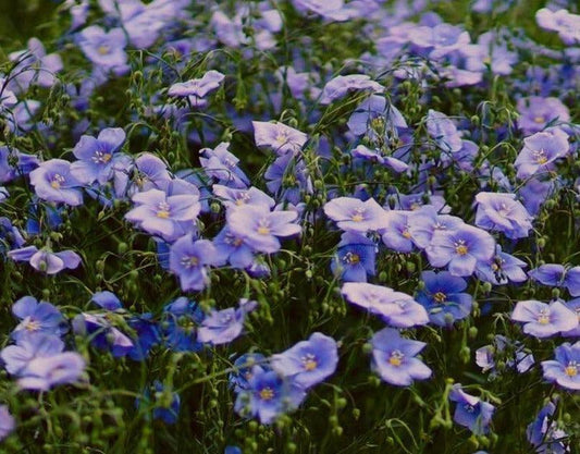 100 Blue Flax "Prairie Flax" Seeds - Seed World