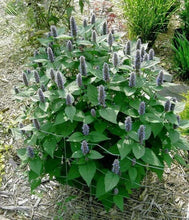 100 Blue Giant Hyssop | Agastache Foeniculum Seeds - Seed World