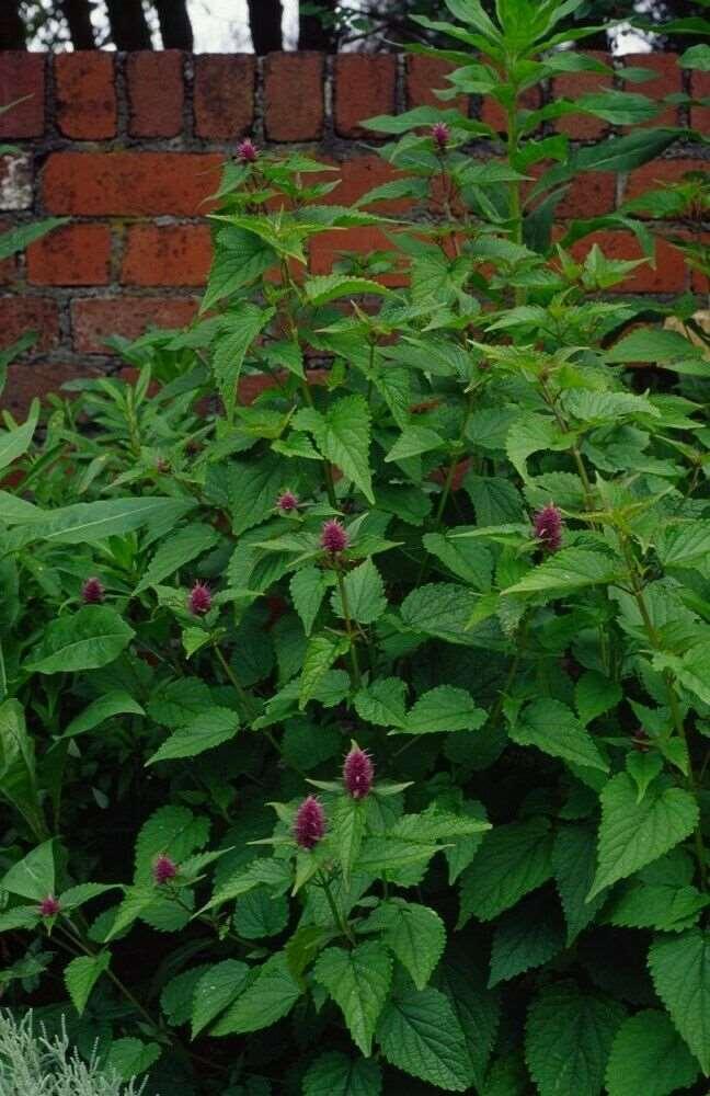 100 Blue Giant Hyssop | Agastache Foeniculum Seeds - Seed World