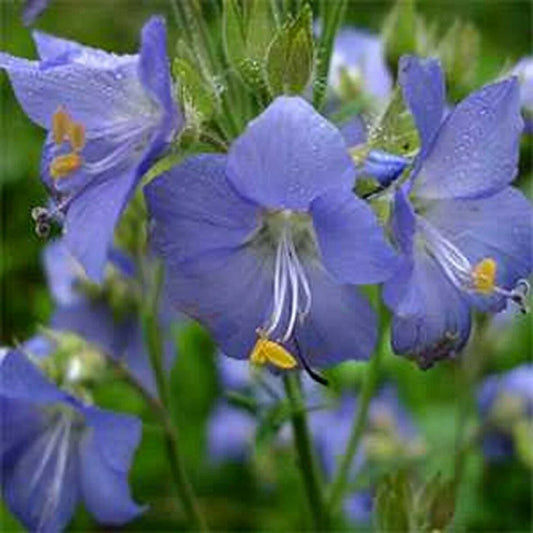 100 Blue Jacob's Ladder Seeds - Seed World