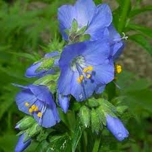 100 Blue Jacob's Ladder Seeds - Seed World