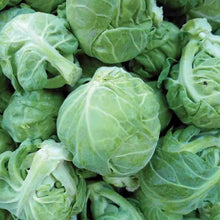 100 Brussel Sprout Seeds - Seed World