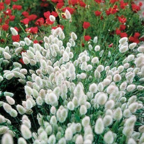 100 Bunny Tails Ornamental Grass Seeds - Seed World