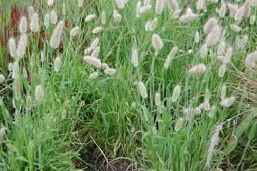 100 Bunny Tails Ornamental Grass Seeds - Seed World