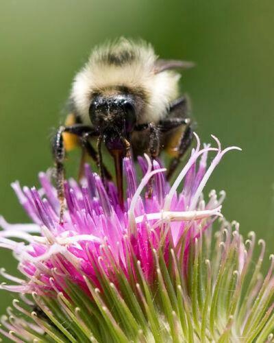 100 Burdock - Arctium Lappa Seeds - Seed World