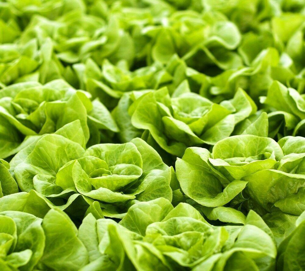 100 Butterhead Lettuce Seeds - Seed World