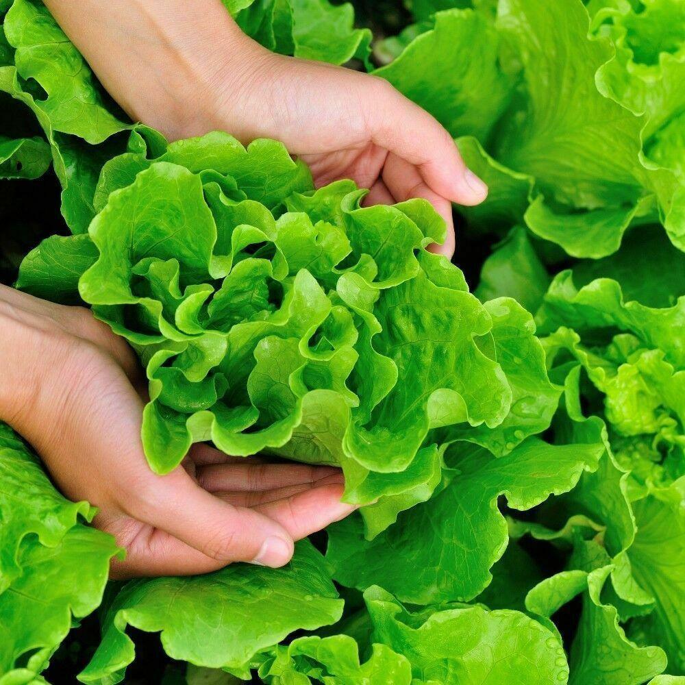 100 Butterhead Lettuce Seeds - Seed World