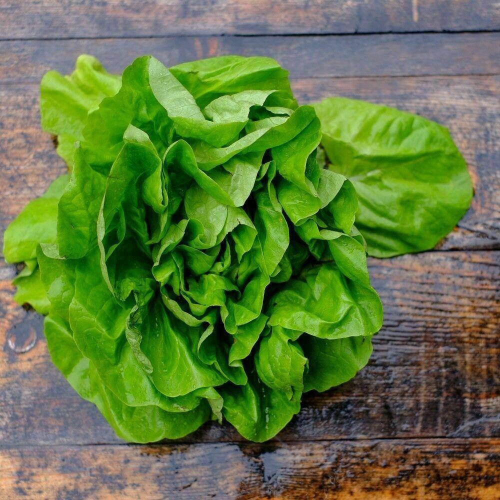 100 Butterhead Lettuce Seeds - Seed World