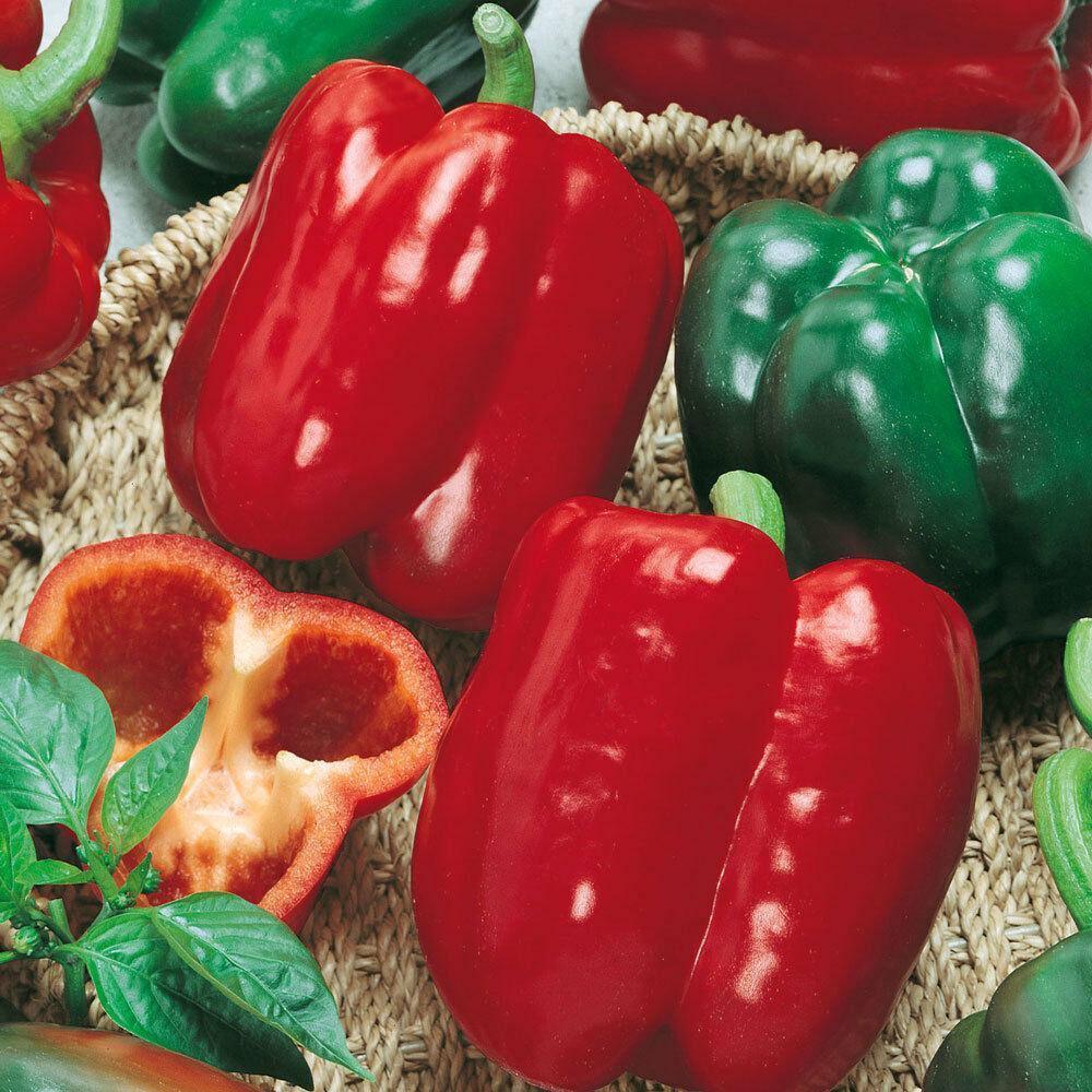 100 California Wonder Bell Pepper Seeds - Seed World