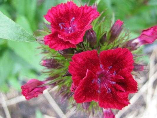 100 Cardinal Dianthus Seeds - Seed World