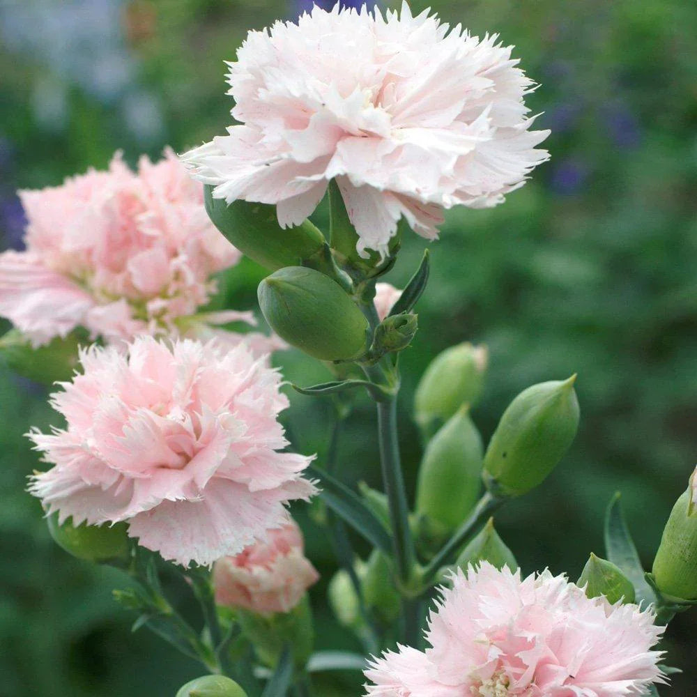 100 Carnation - Chabaud La France Seeds - Seed World