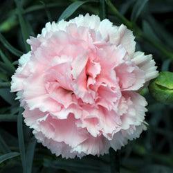 100 Carnation - Chabaud La France Seeds - Seed World